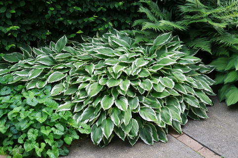 Graublättrige Weißrand-Funkie 'Carol' - Hosta x fortunei 'Carol'