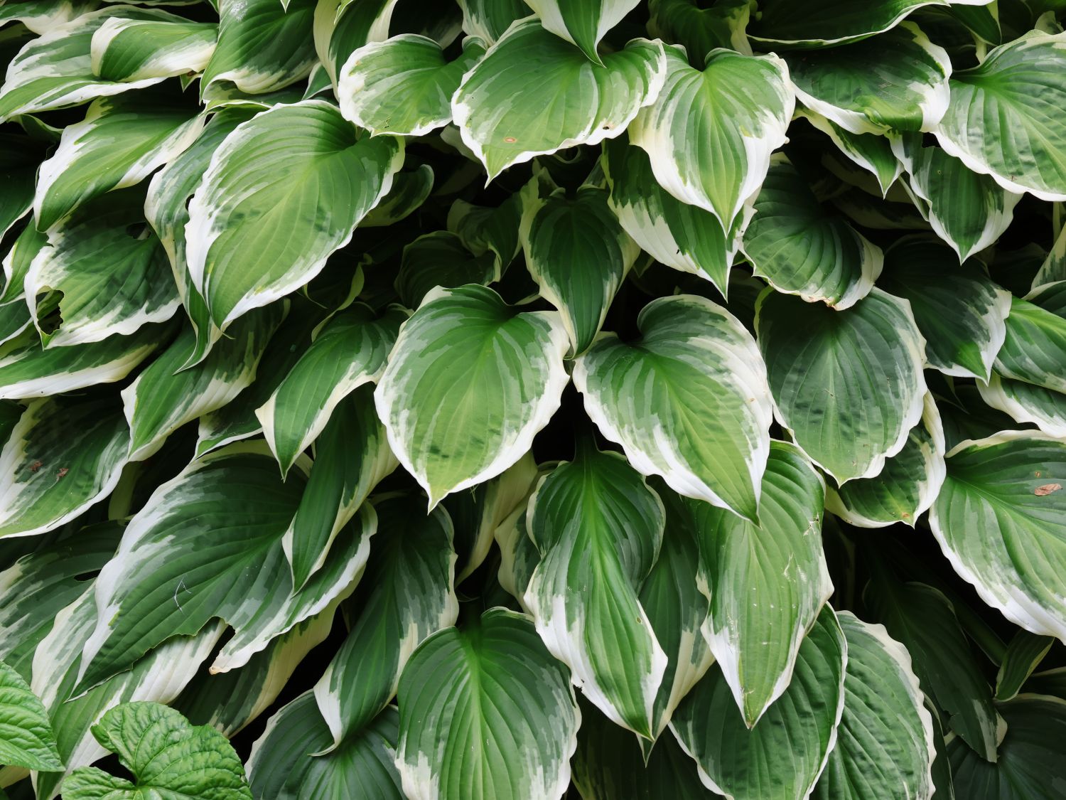 Graublättrige Weißrand-Funkie 'Carol' - Hosta x fortunei 'Carol'