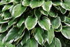 Graublättrige Weißrand-Funkie 'Carol' - Hosta x fortunei 'Carol'