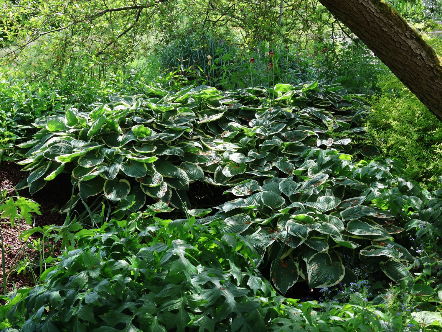 Graublättrige Weißrand-Funkie 'Carol' - Hosta x fortunei 'Carol'