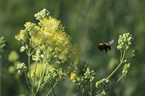 Graublättrige Wiesenraute - Thalictrum flavum subsp. glaucum