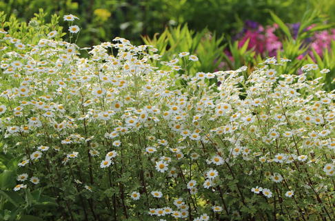 Graublättriges Mutterkraut 'Jackpot' - Tanacetum niveum 'Jackpot'