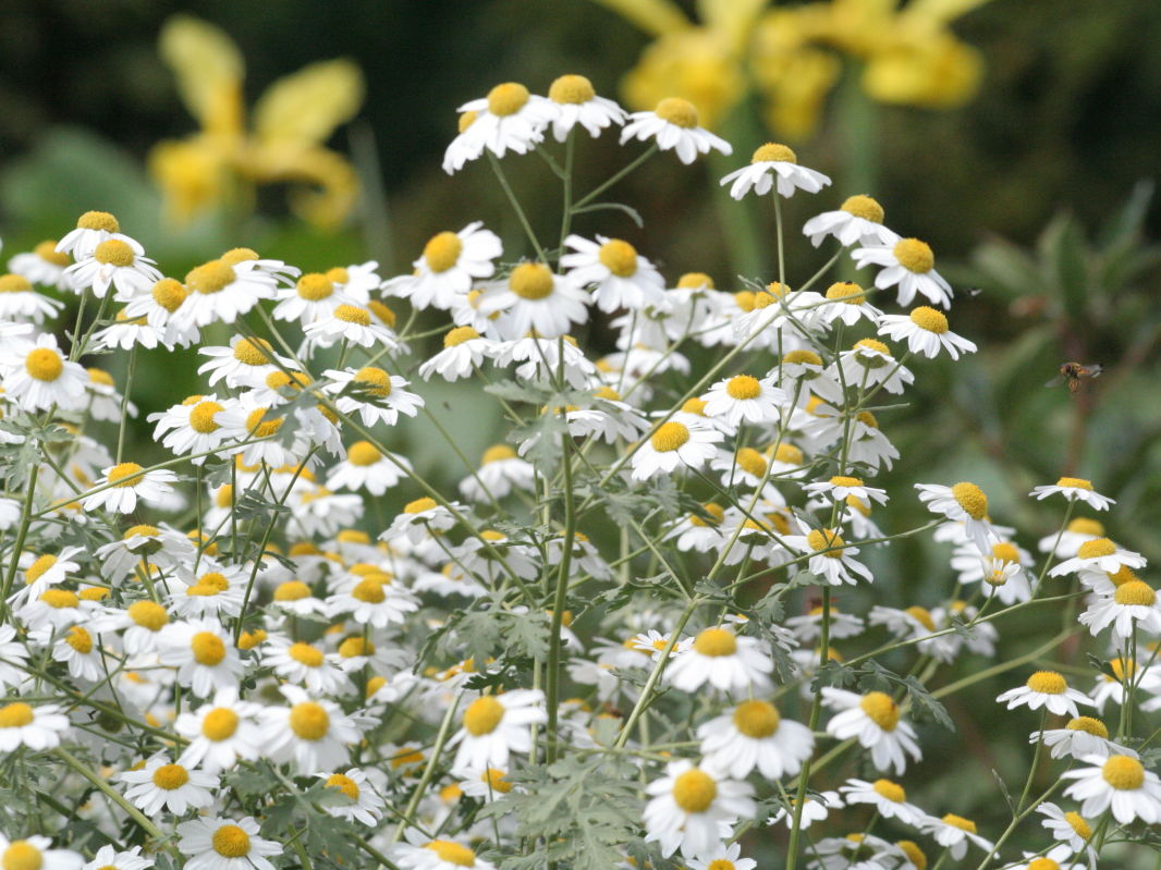 Korbblütler (Asteraceae)