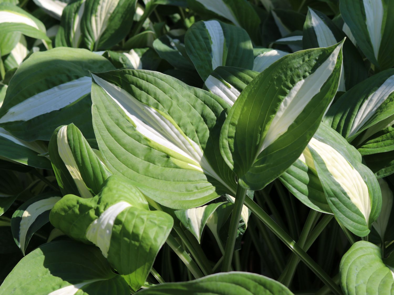 Graublatt-Funkie 'Risky Business'