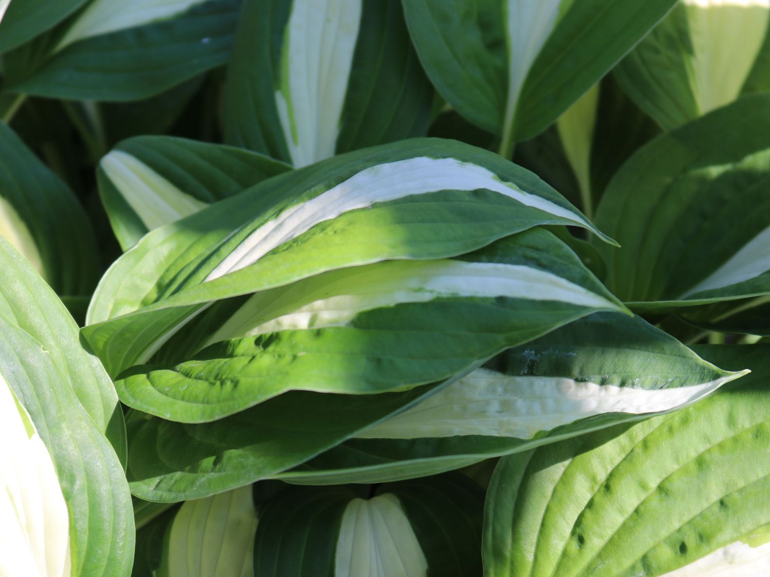 Graublatt-Funkie 'Risky Business' - Hosta x fortunei 'Risky Business'
