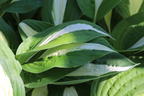 Graublatt-Funkie 'Risky Business' - Hosta x fortunei 'Risky Business'