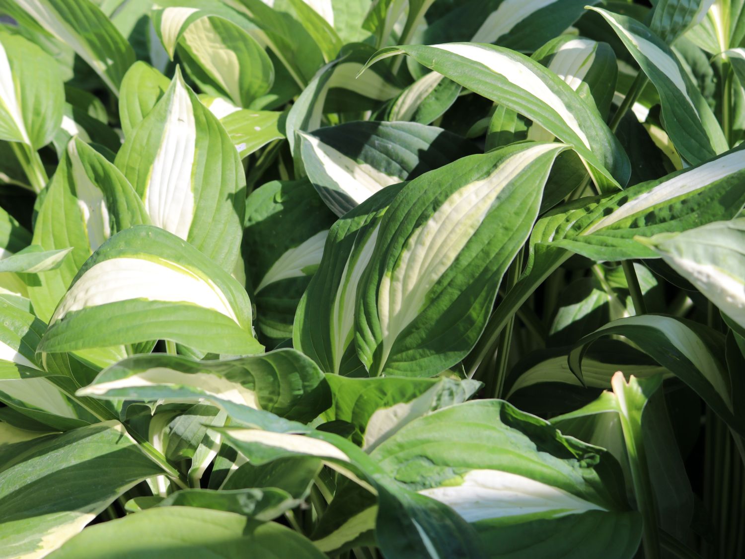 Graublatt-Funkie 'Risky Business' - Hosta x fortunei 'Risky Business'