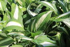 Graublatt-Funkie 'Risky Business' - Hosta x fortunei 'Risky Business'