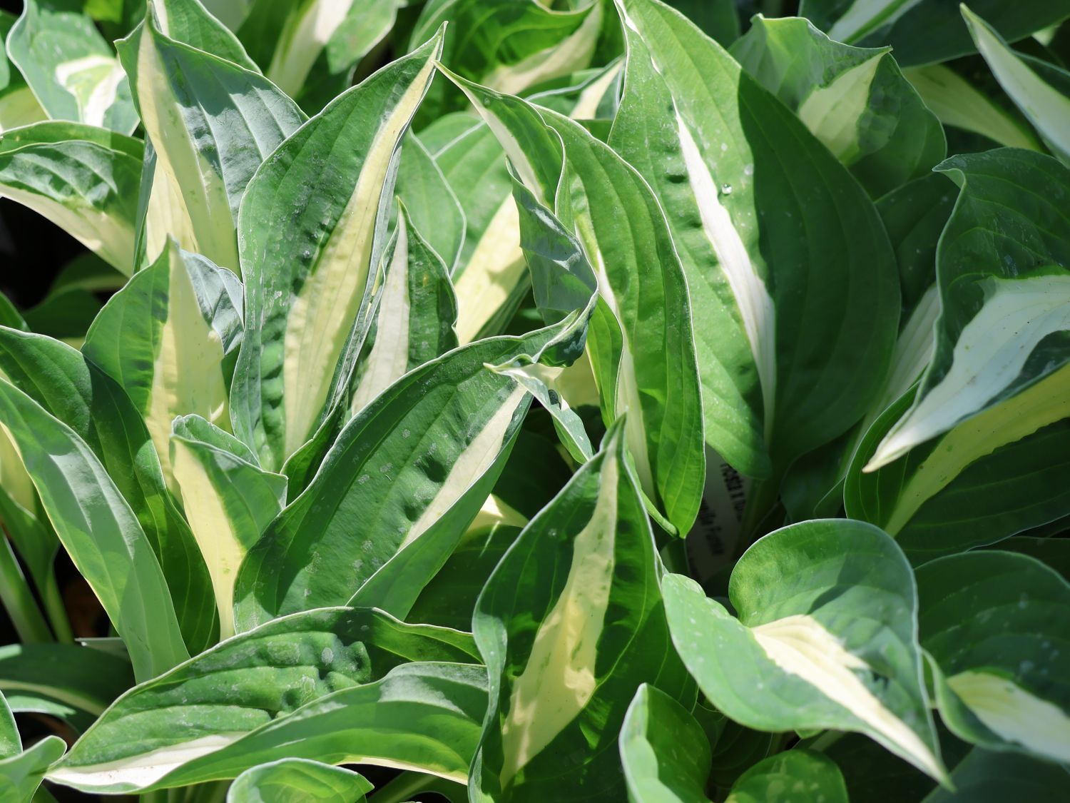 Graublatt-Funkie 'Risky Business' - Hosta x fortunei 'Risky Business'