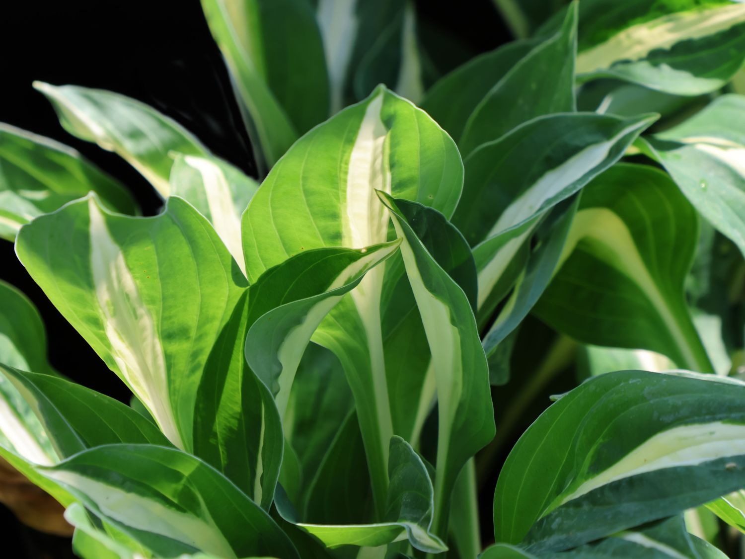 Graublatt-Funkie 'Risky Business' - Hosta x fortunei 'Risky Business'