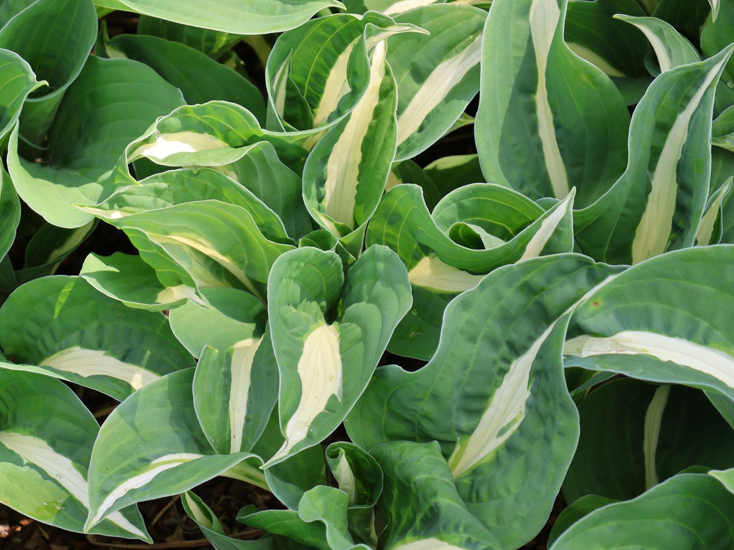 Graublatt-Funkie 'Risky Business' - Hosta x fortunei 'Risky Business'