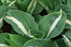 Graublatt-Funkie 'Risky Business' - Hosta x fortunei 'Risky Business'