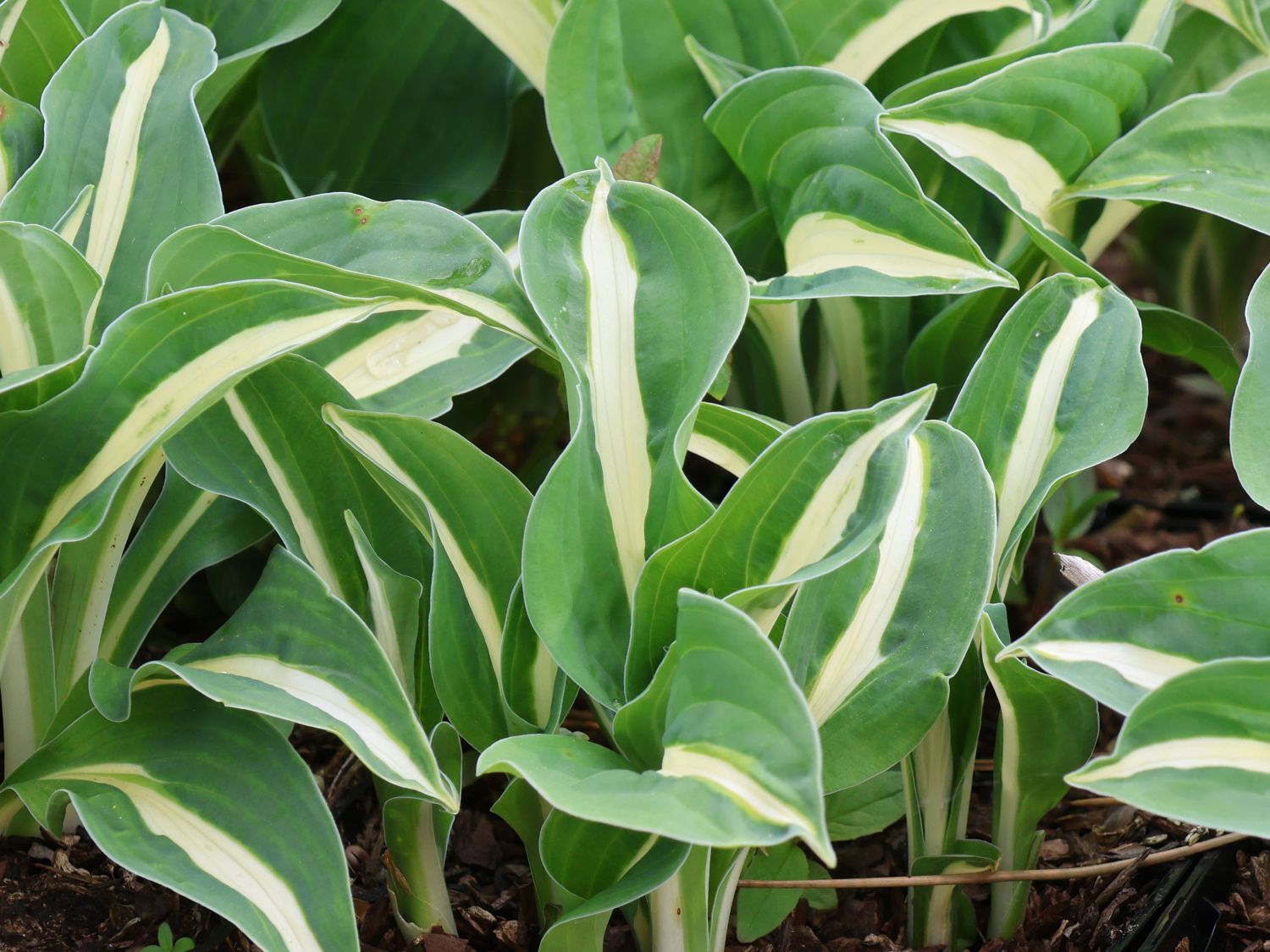 Graublatt-Funkie 'Risky Business' - Hosta x fortunei 'Risky Business'