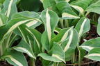 Graublatt-Funkie 'Risky Business' - Hosta x fortunei 'Risky Business'