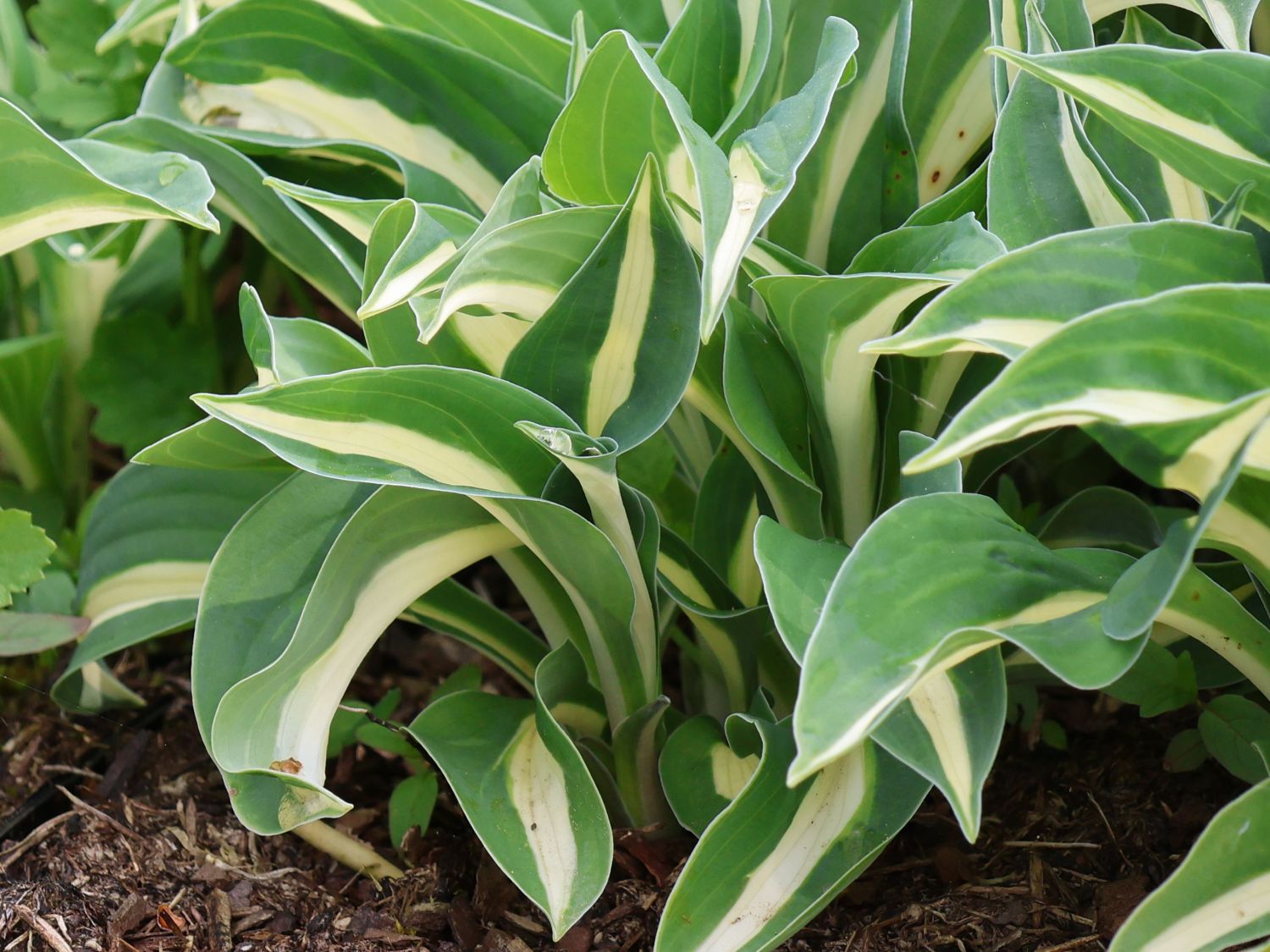 Graublatt-Funkie 'Risky Business' - Hosta x fortunei 'Risky Business'