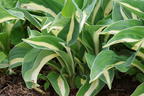 Graublatt-Funkie 'Risky Business' - Hosta x fortunei 'Risky Business'