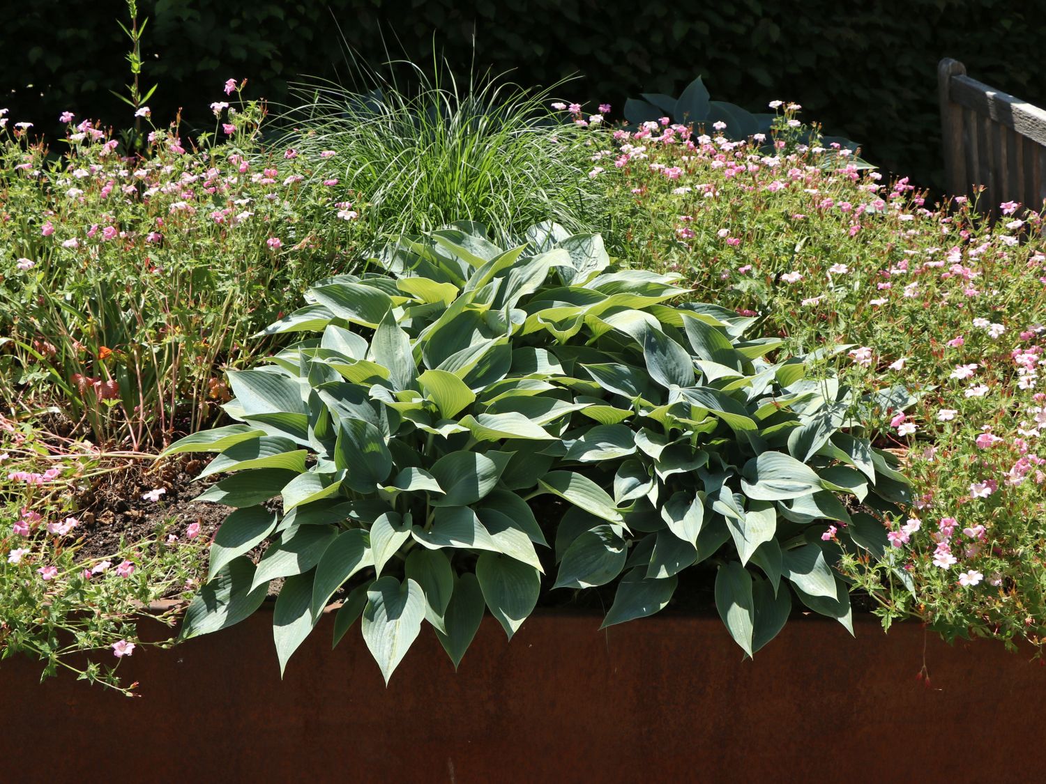 Graublaue Funkie 'Halcyon'