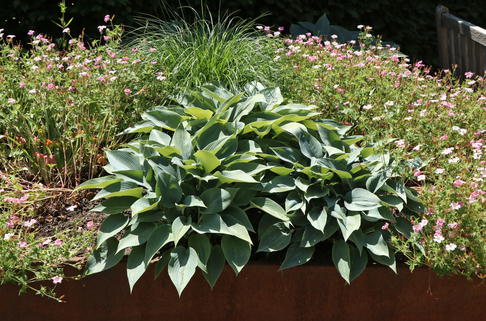 Graublaue Funkie 'Halcyon' - Hosta x tardiana 'Halcyon'