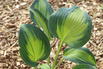 Graublaue Funkie 'Touch of Class' - Hosta x tardiana 'Touch of Class'