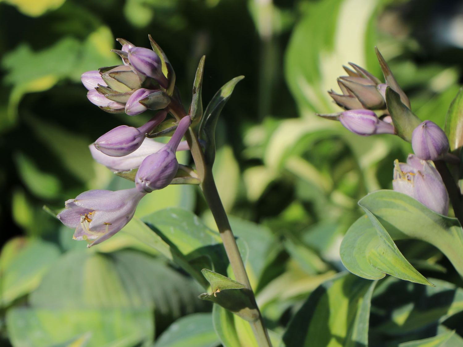 Graublaue Funkie 'Touch of Class' - Hosta x tardiana 'Touch of Class'