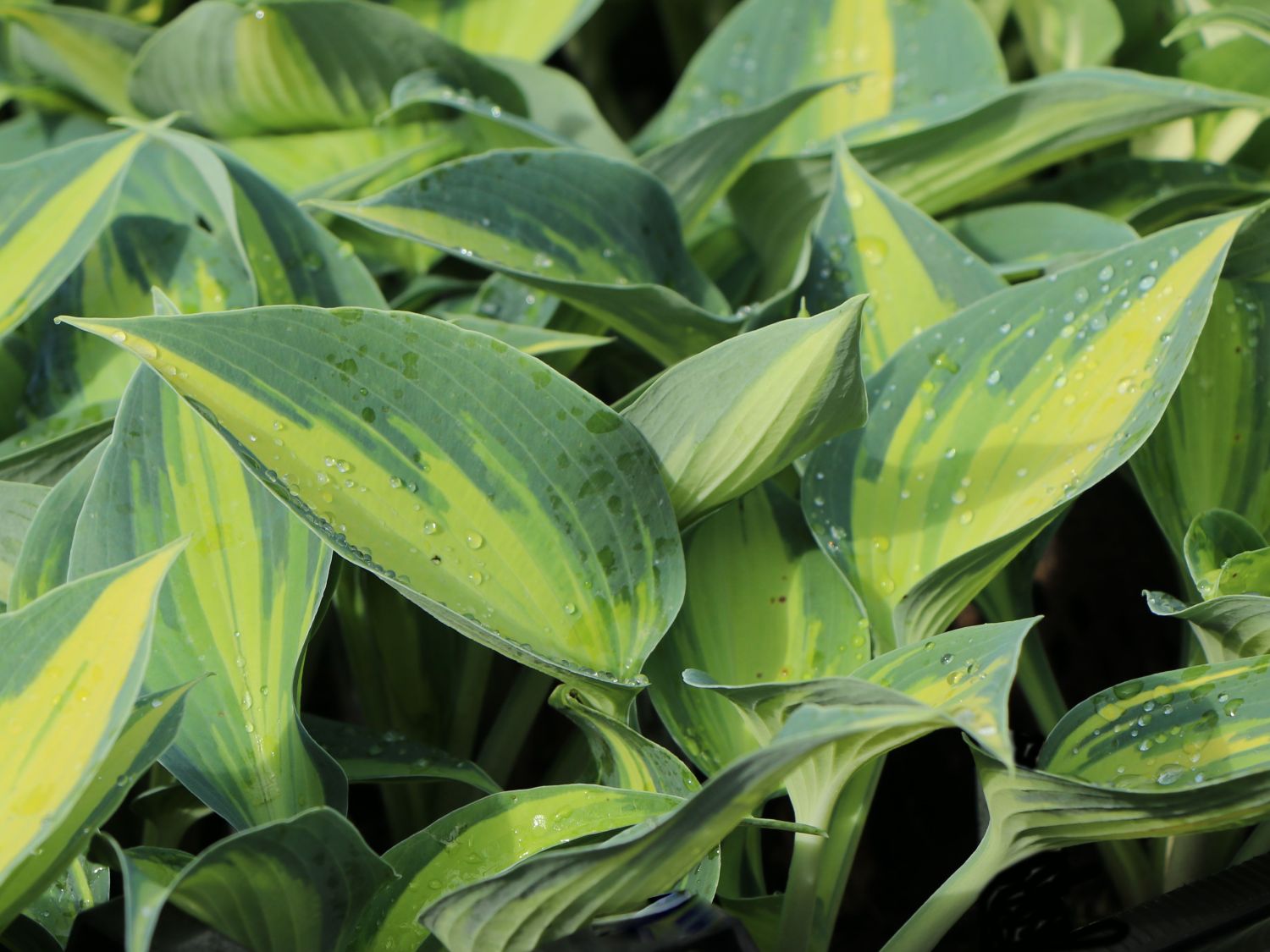 Graublaue Funkie 'Touch of Class' - Hosta x tardiana 'Touch of Class'