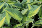Graublaue Funkie 'Touch of Class' - Hosta x tardiana 'Touch of Class'