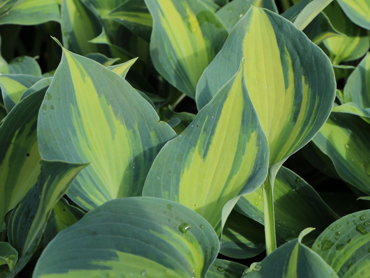 Graublaue Funkie 'Touch of Class' - Hosta x tardiana 'Touch of Class'