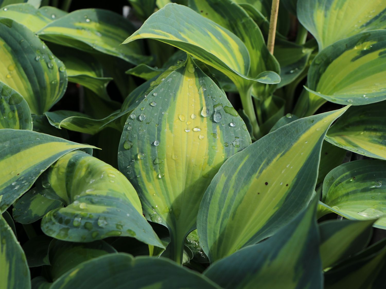 Graublaue Funkie 'Touch of Class' - Hosta x tardiana 'Touch of Class'