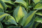 Graublaue Funkie 'Touch of Class' - Hosta x tardiana 'Touch of Class'