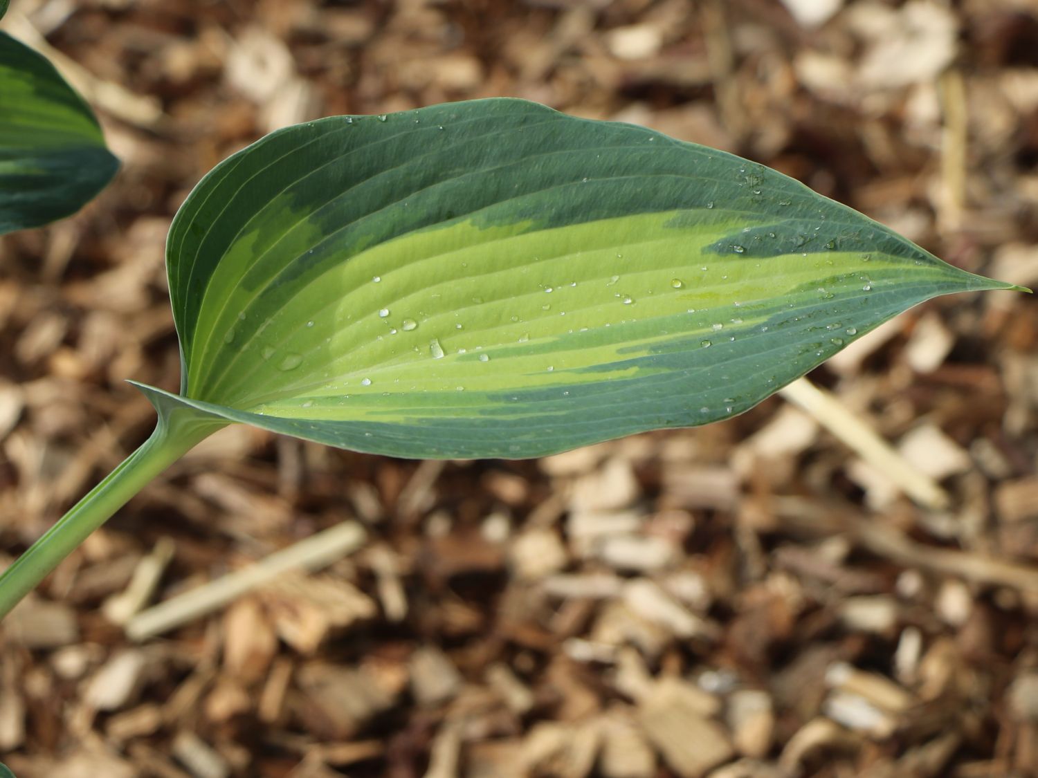 Graublaue Funkie 'Touch of Class' - Hosta x tardiana 'Touch of Class'