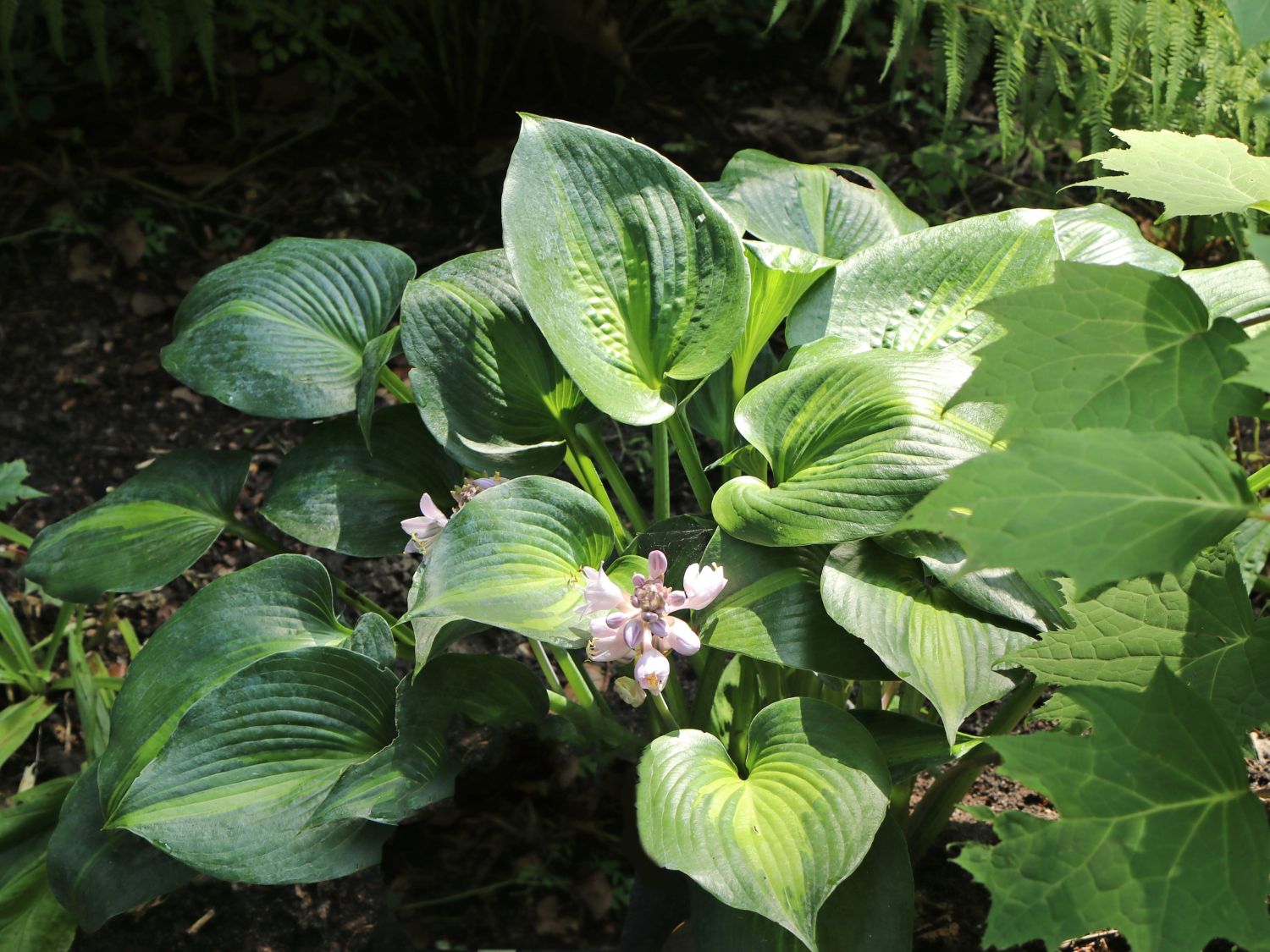 Graublaue Funkie 'Touch of Class' - Hosta x tardiana 'Touch of Class'