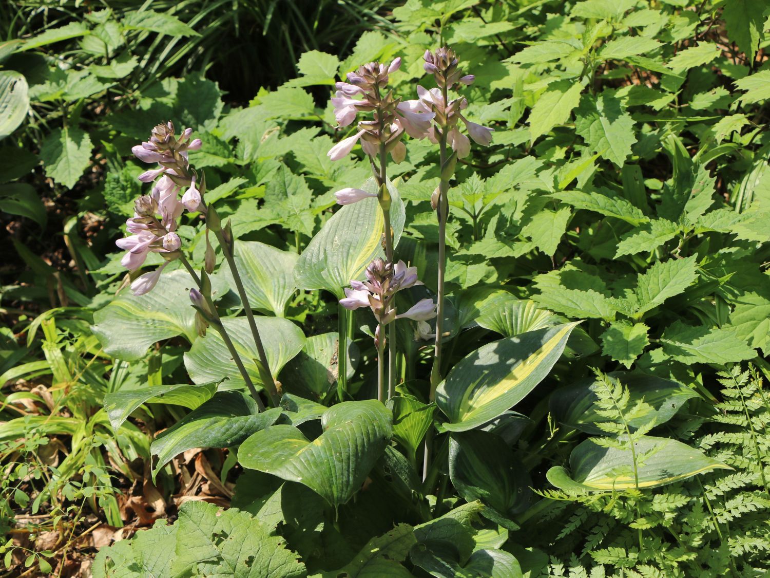 Graublaue Funkie 'Touch of Class' - Hosta x tardiana 'Touch of Class'