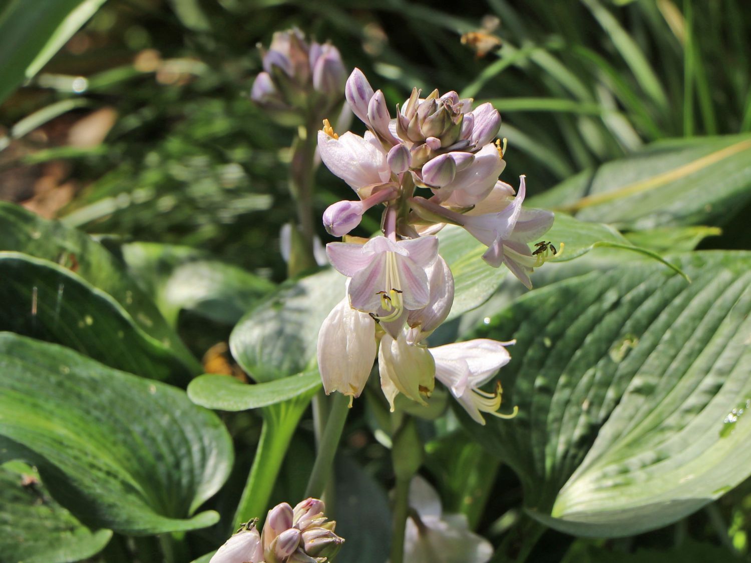 Graublaue Funkie 'Touch of Class' - Hosta x tardiana 'Touch of Class'