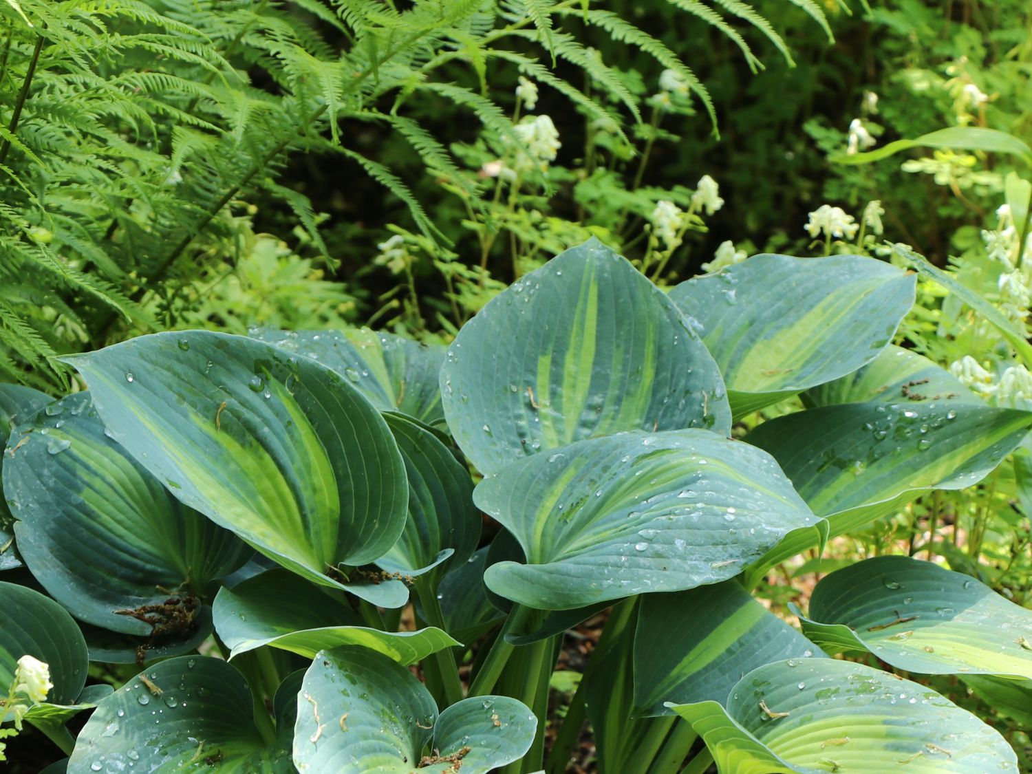 Graublaue Funkie 'Touch of Class' - Hosta x tardiana 'Touch of Class'