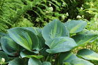 Graublaue Funkie 'Touch of Class' - Hosta x tardiana 'Touch of Class'