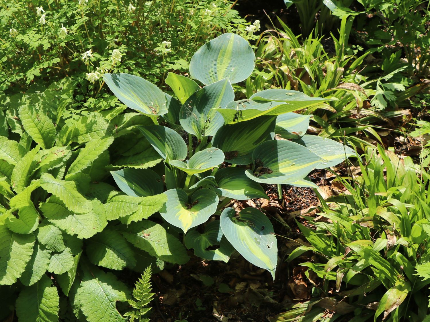 Graublaue Funkie 'Touch of Class' - Hosta x tardiana 'Touch of Class'