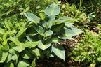 Graublaue Funkie 'Touch of Class' - Hosta x tardiana 'Touch of Class'