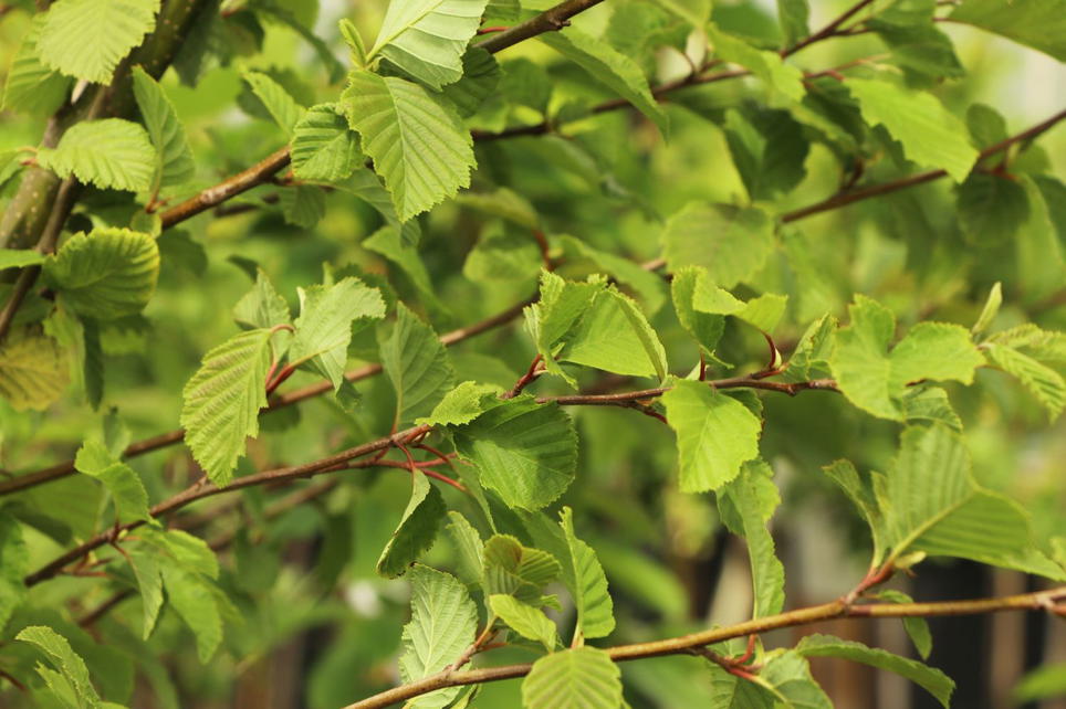 Erlen (Alnus) - Infos & Pflanzen dieser Gattung