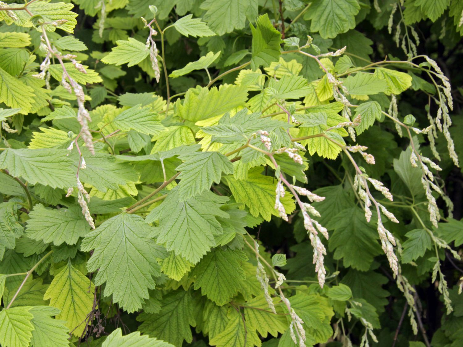 Schaumspieren (Holodiscus)