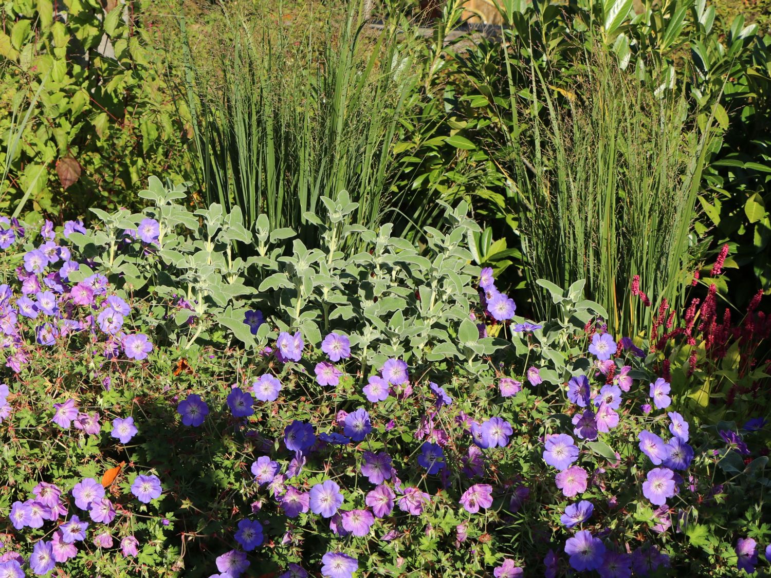 Brachyglottis (Brachyglottis)