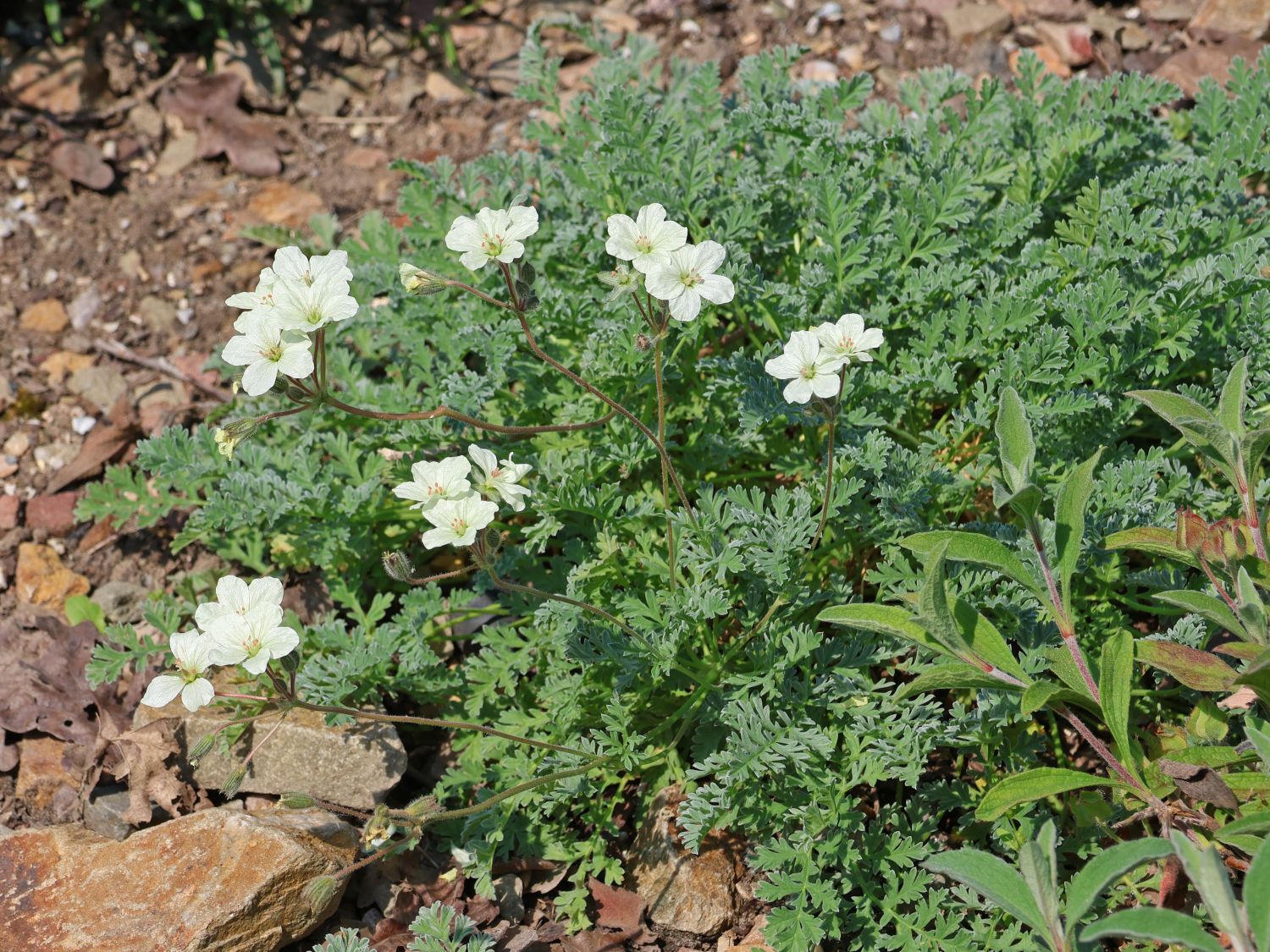 Griechischer Reiherschnabel - Erodium chrysanthum