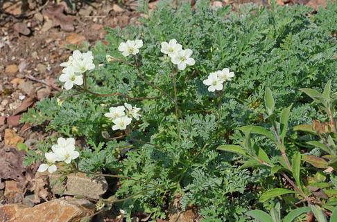 Griechischer Reiherschnabel - Erodium chrysanthum