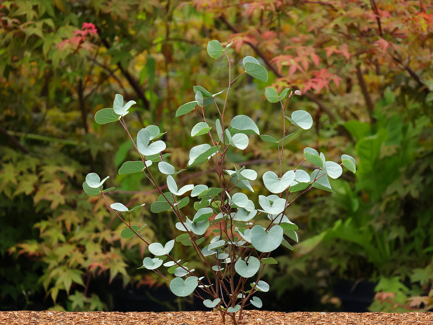 Griffith-Rotknospe 'Blue Lagoon'