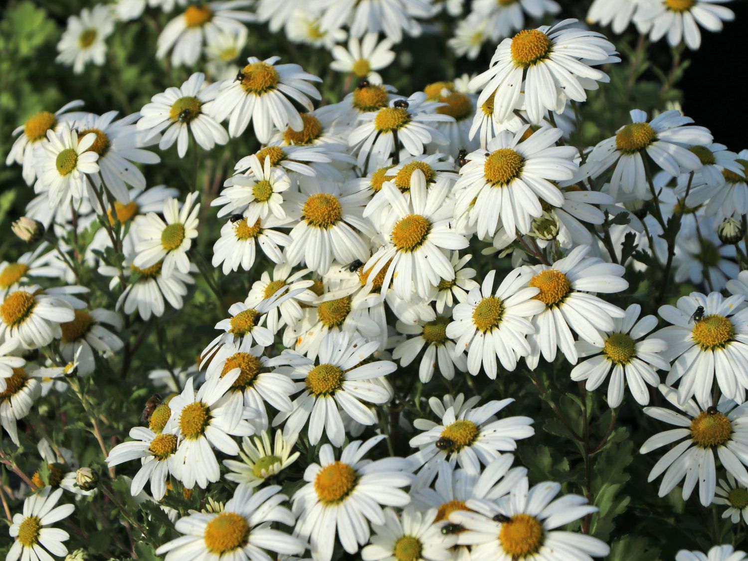 Arctanthemum (Arctanthemum)