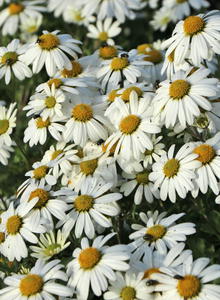 Arctanthemum (Arctanthemum)