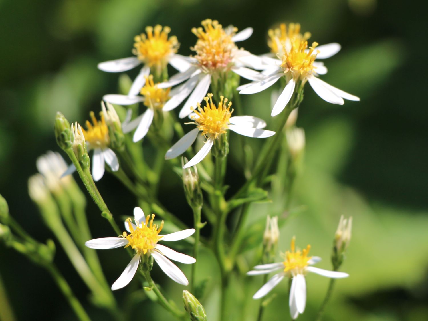 Großblättrige Aster 'Albus'