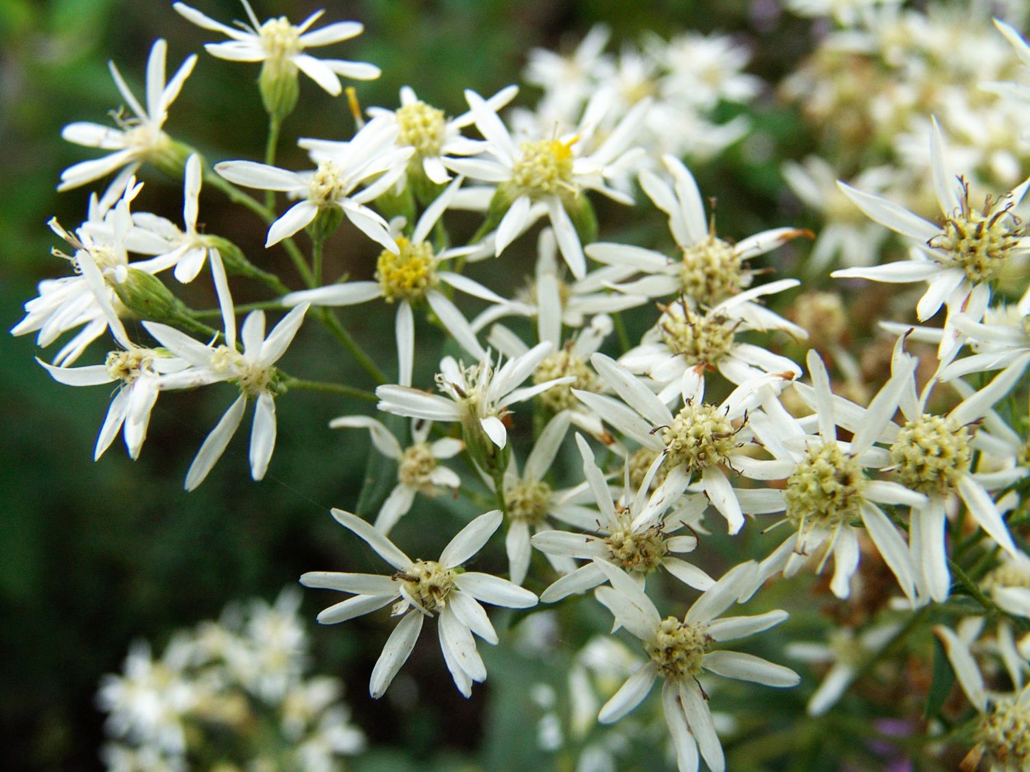 Großblättrige Aster