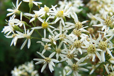 Großblättrige Aster - Aster macrophyllus