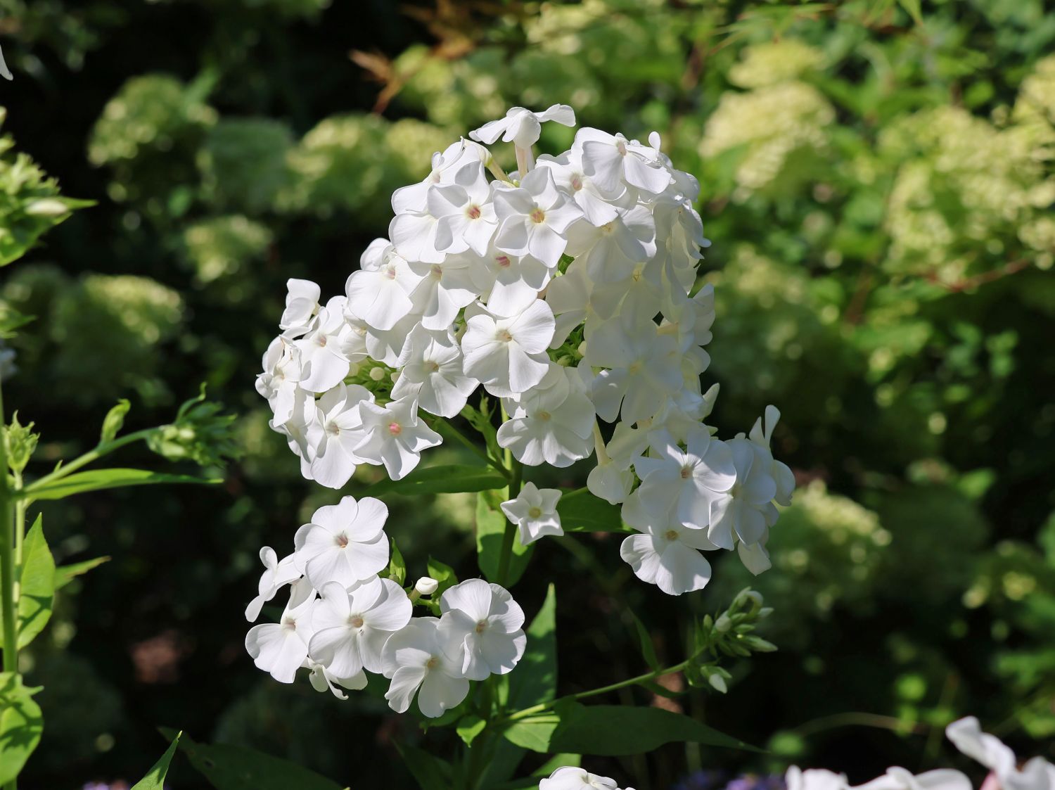 Großblättrige Flammenblume 'David'
