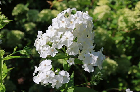 Großblättrige Flammenblume 'David' - Phlox amplifolia 'David'